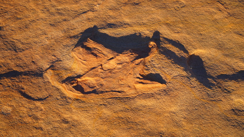 Petrified dinosaur footprint