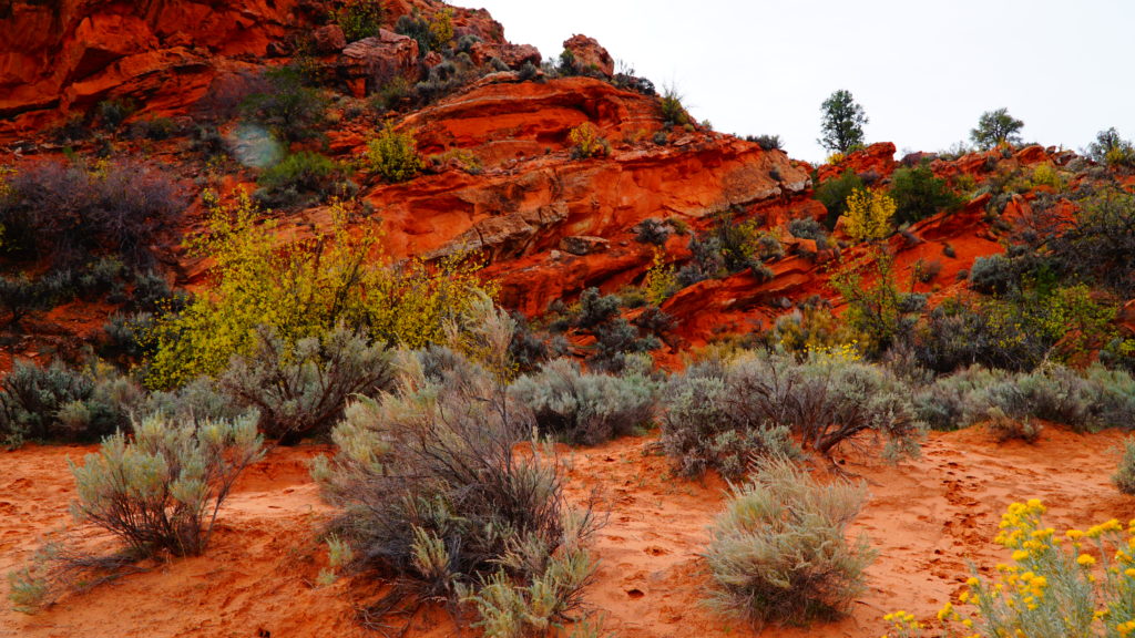 Very colorful desert rocks