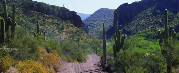 Arizona trail with cactii