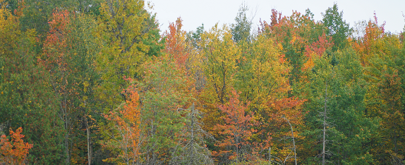 Brilliant fall colors in the Upper Peninsula of Michigan