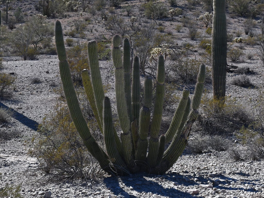 A fine example of an organ pipe cactus.