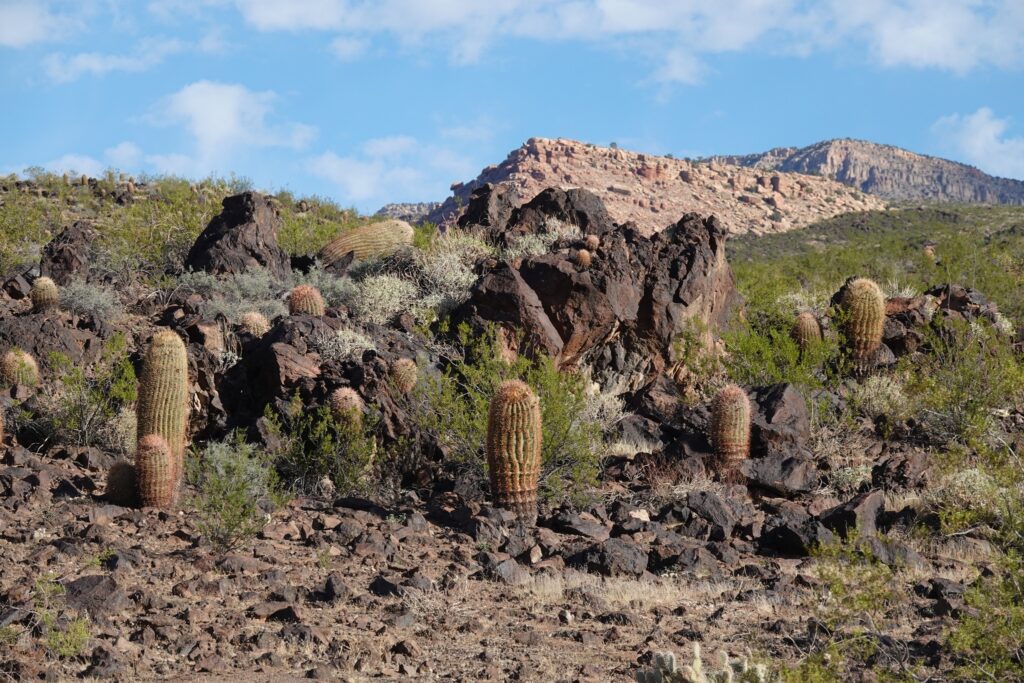 Barrel cactii and lava rock