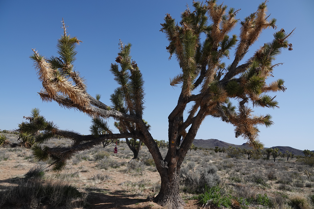Penny Can Tree on the Mojave Road